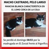 Picture of cat lost at Tigre Gba Norte Argentina