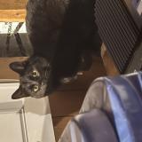 Picture of cat found at Saint Tite Des Caps