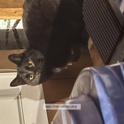 Photo 1/1 Found cat Found in Saint tite des caps