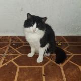 Picture of cat lost at Rio Grande