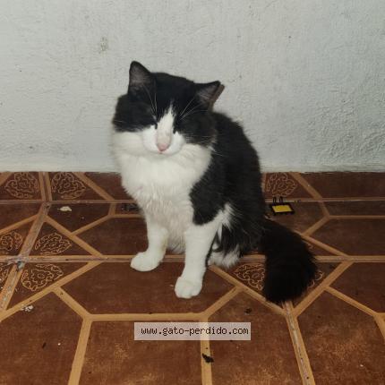 Photo 1/1 Neo Chat lost in Rio grande