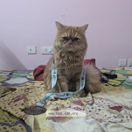 Photo 1/1 Reunited cat Lost in Hyderabad
