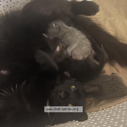 Photo 1/1 Kuro Chat lost in Saint etienne