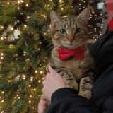 Picture of cat lost at Romainville