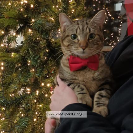 Photo 1/1 Simba Chat lost in Romainville