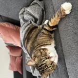 Picture of cat lost at Saint Damase