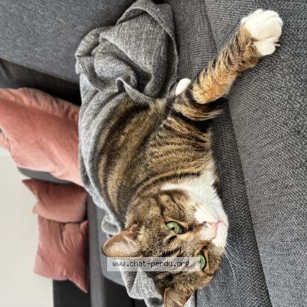 Photo 1/1 Ti-Gars Chat lost in Saint damase