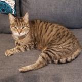 Picture of cat found at Groslay