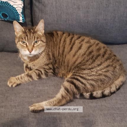 Photo 1/1 Found cat Found in Groslay