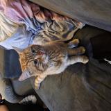 Picture of cat found at Lille