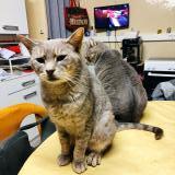 Picture of cat lost at Golleville