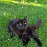 Picture of cat lost at Veretz