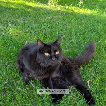 Photo 1/1 Néo Chat lost in Veretz