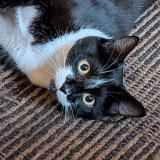 Picture of cat lost at Onnion