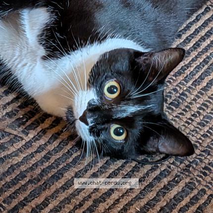 Photo 1/1 Amy Chat lost in Onnion