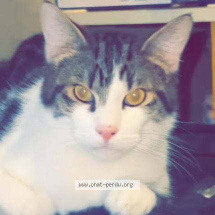 Photo 1/1 Titous Chat lost in Saint etienne