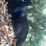 Picture of cat lost at Bons En Chablais