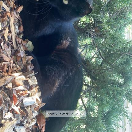 Photo 1/1 Crockmou Chat lost in Bons en chablais