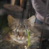 Picture of cat found at Montournais