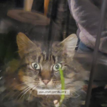 Photo 1/1 Found cat Found in Montournais