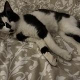 Picture of cat found at Garges Les Gonesse