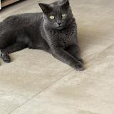 Picture of cat lost at Saint Paul