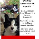 Picture of cat lost at Bordeaux