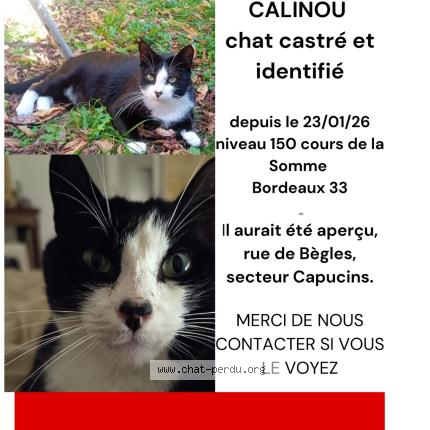 Photo 1/1 Câlinou Chat lost in Bordeaux