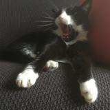 Picture of cat lost at Darnetal