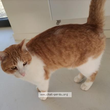 Photo 1/1 Pepito Chat lost in Bergheim