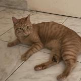 Picture of cat lost at Claye Souilly