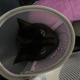 Picture of cat lost at Montpellier