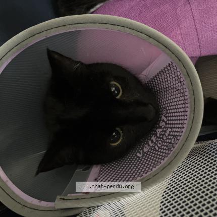 Photo 1/1 Calinette Chat lost in Montpellier