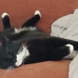 Picture of cat lost at Ledeuix