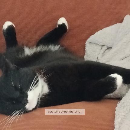 Photo 1/1 Jack Chat lost in Ledeuix