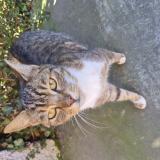 Picture of cat found at Sin Le Noble