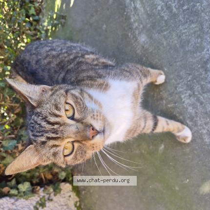 Photo 1/1 Found cat Found in Sin le noble