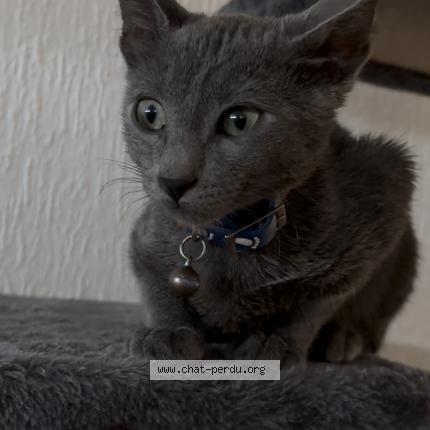 Photo 1/1 Spake Chat lost in Saint etienne