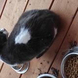 Picture of cat found at Champcevinel