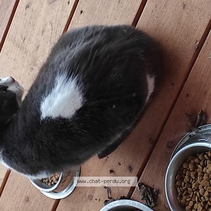 Photo 1/1 Found cat Found in Champcevinel