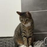 Picture of cat lost at Marseille