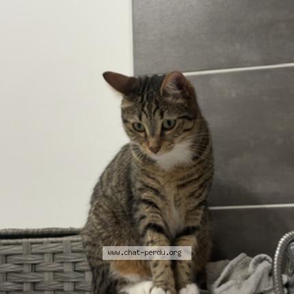 Photo 1/1 uki Chat lost in Marseille