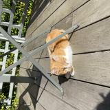 Picture of cat found at Meudon