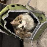 Picture of cat lost at Marseille