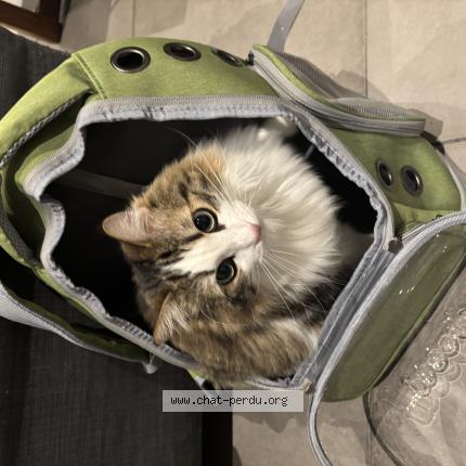 Photo 1/1 Nasha Chat lost in Marseille