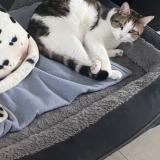 Picture of cat lost at Equihen