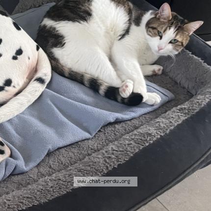 Photo 1/1 Willy Chat lost in Equihen