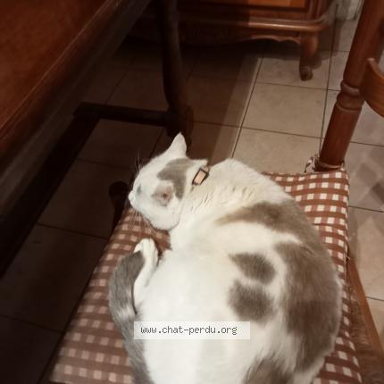 Photo 1/1 Filou Chat lost in Le may sur evre