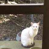 Picture of cat found at Alluyes