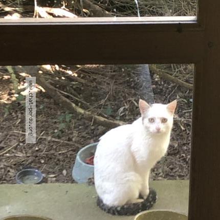 Photo 1/3 Found cat Found in Alluyes